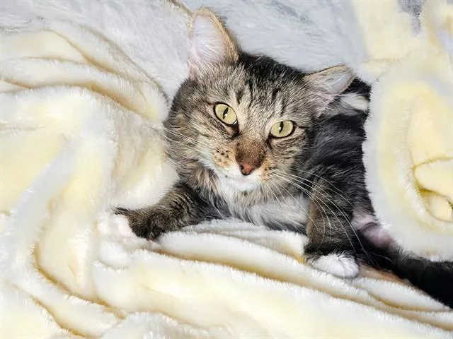 An adult medium-sized female Domestic Short Hair cat named Esme for adoption in Fort Lauderdale, FL