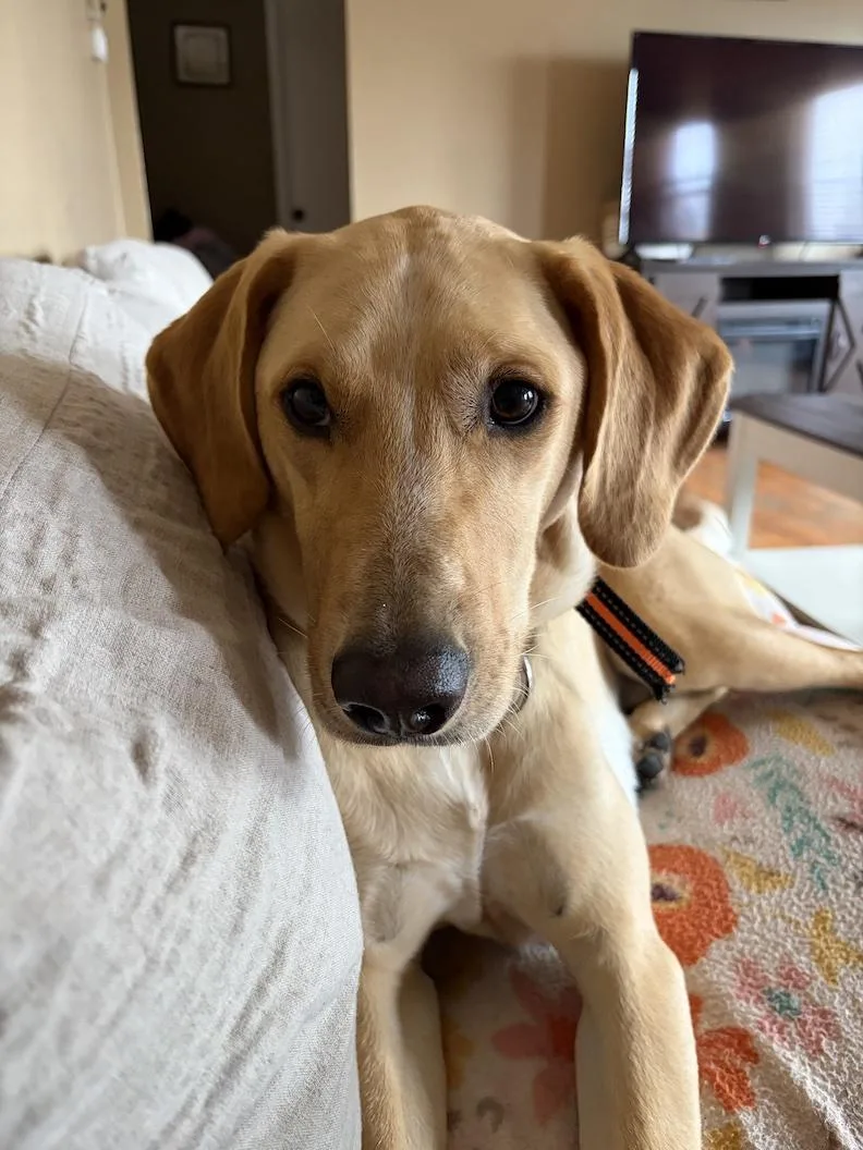 A young medium-sized male Yellow Labrador Retriever dog named Wayne for adoption in Medina, OH