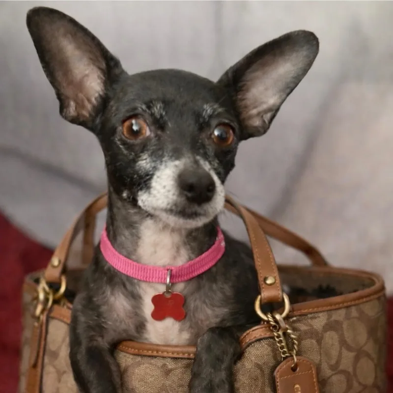 An adult small-sized female Black Chihuahua dog named Hildie for adoption in Houston, TX