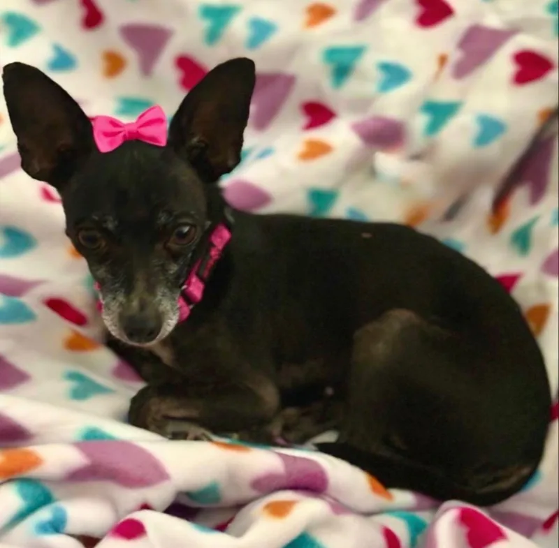 Hildie thumbnail 2