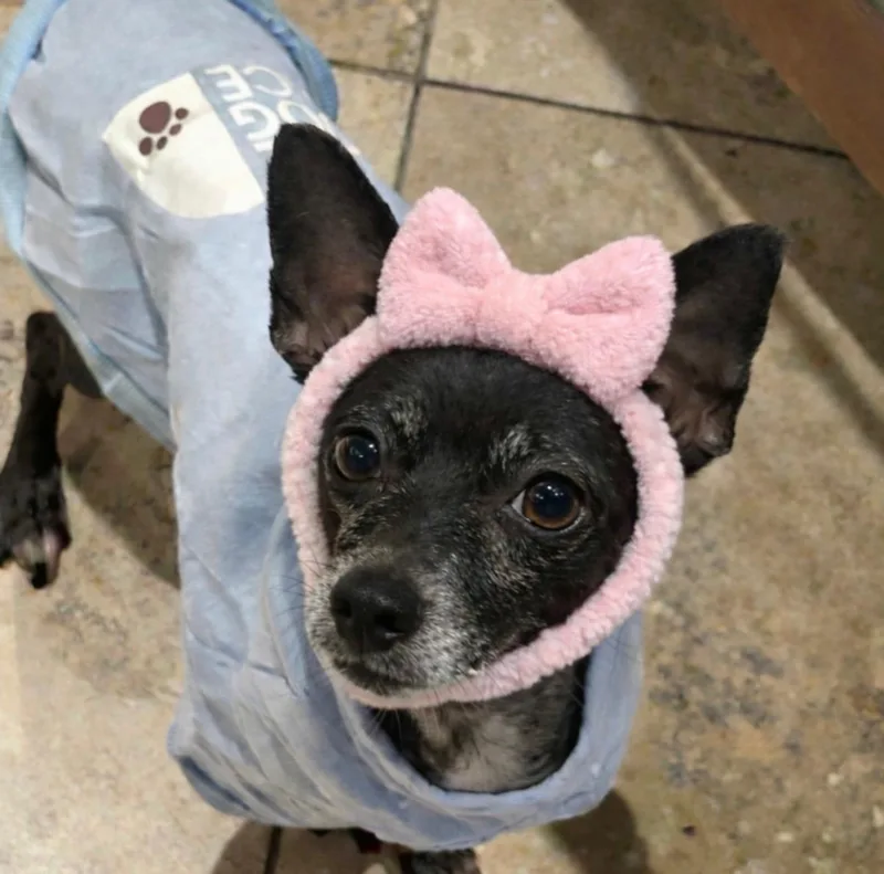 Hildie thumbnail 4