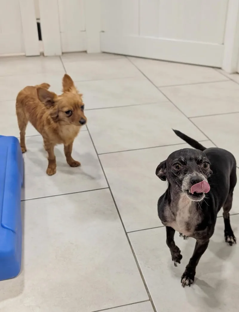 Hildie thumbnail 5