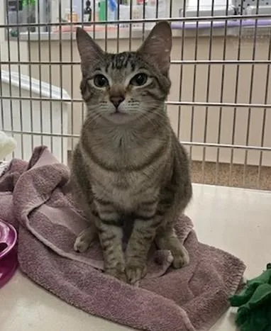 A young small-sized female Domestic Short Hair cat named Shawna for adoption in Springfield, MA
