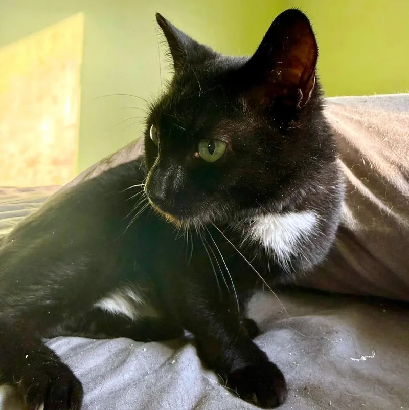 A baby medium-sized female Black Domestic Short Hair cat named Louise for adoption in Pittsburgh, PA