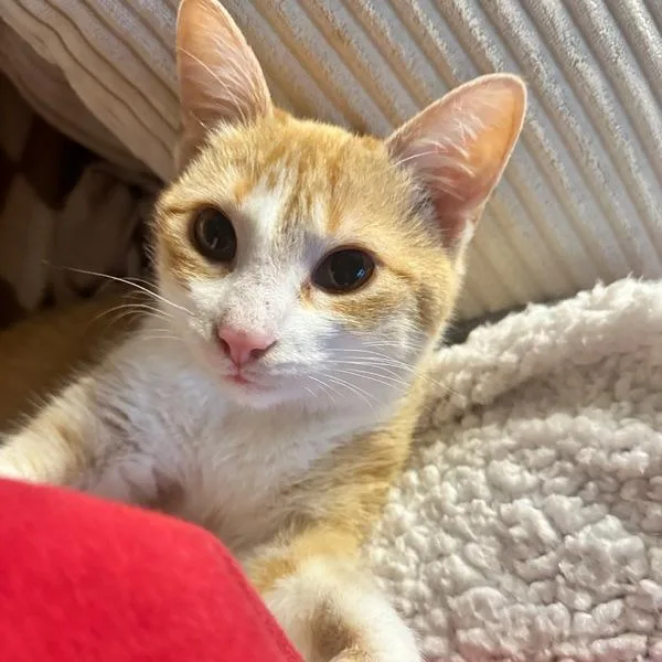 An adult medium-sized female Domestic Short Hair cat named Amai for adoption in Des Moines, IA