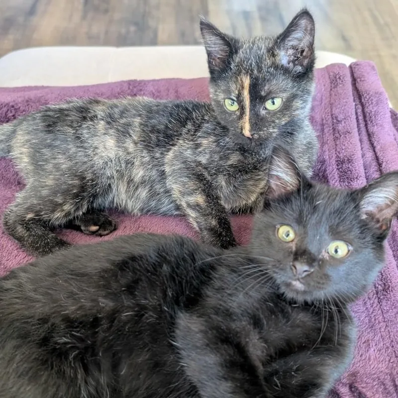 A baby small-sized female Tortoiseshell Domestic Short Hair cat named Martha Morley Steve for adoption in Morrison, CO
