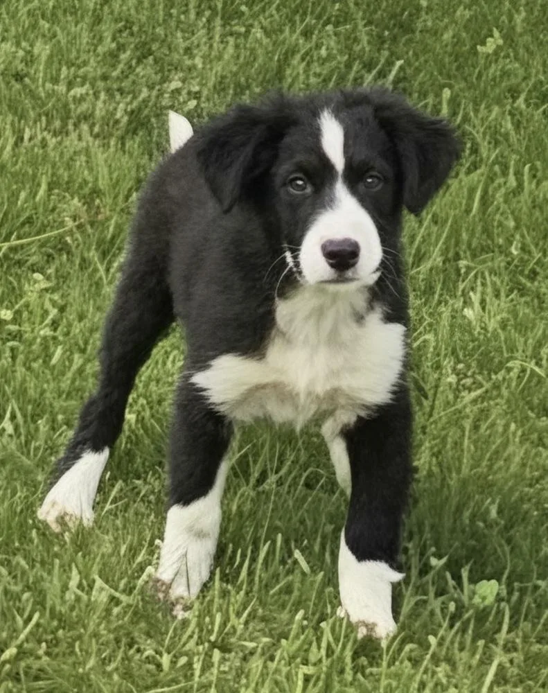 Harlow