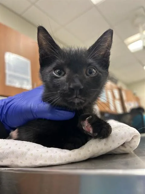 A baby small-sized male Domestic Short Hair cat named Oreo for adoption in Miami, FL
