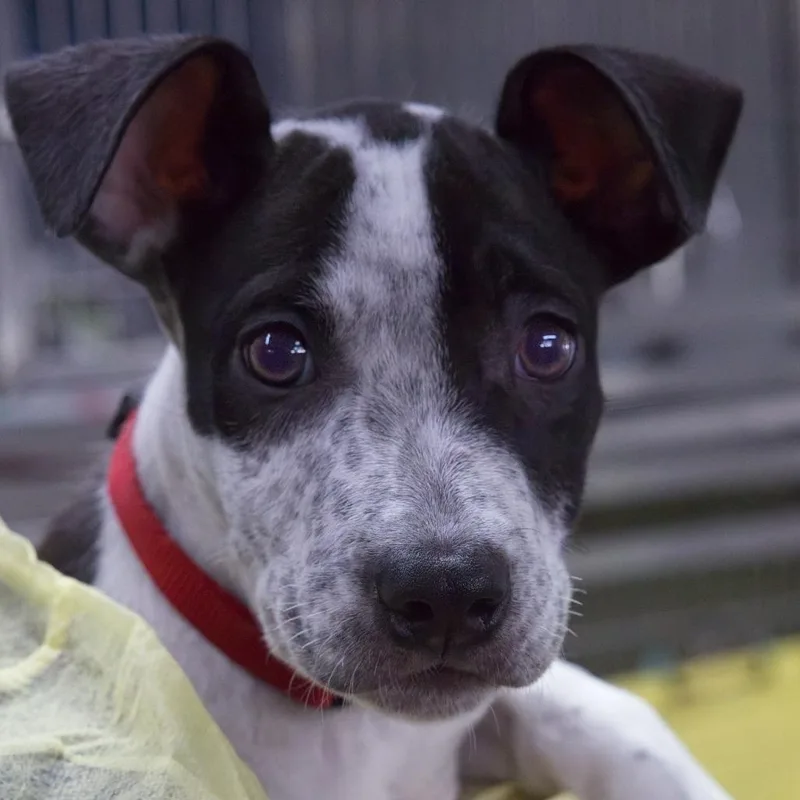 A baby small-sized male Black Terrier dog named Gnocchi for adoption in South Elgin, IL