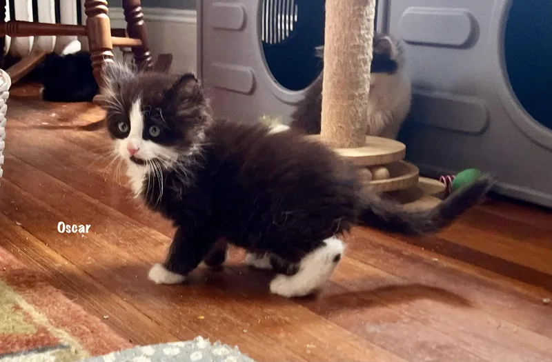 A baby medium-sized male Black & White / Tuxedo Domestic Long Hair cat named Oscar Purrcival for adoption in East Hartford , CT