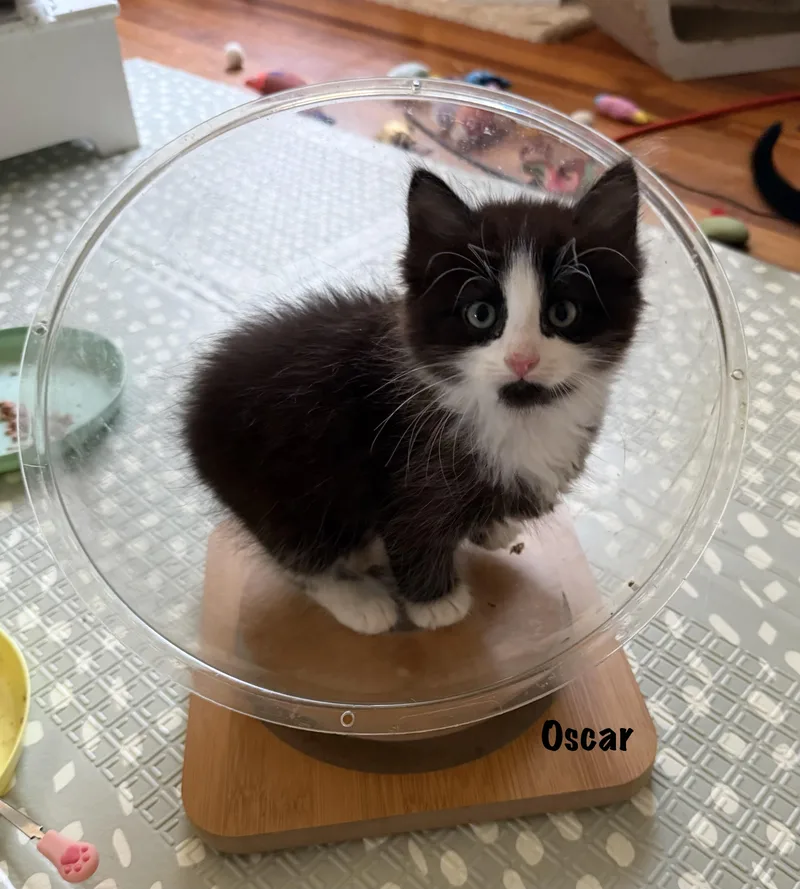 Oscar Purrcival thumbnail 2
