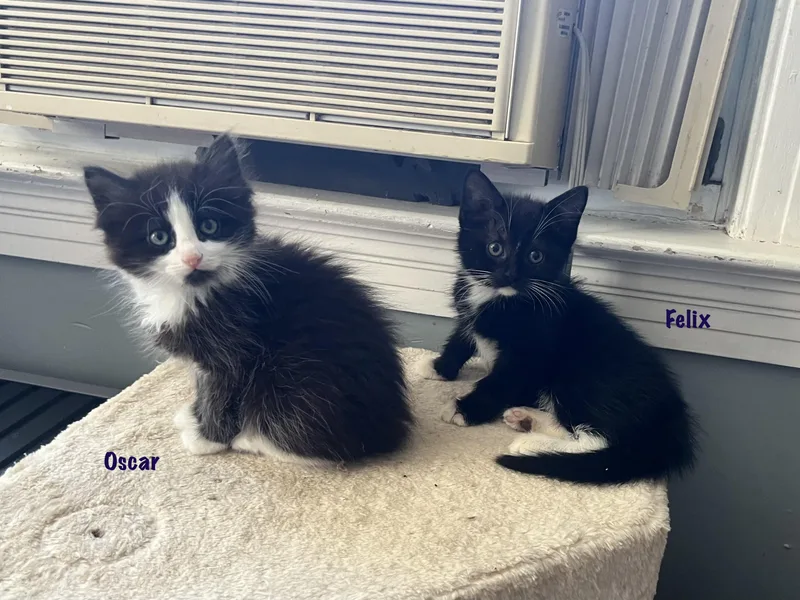 Oscar Purrcival thumbnail 3