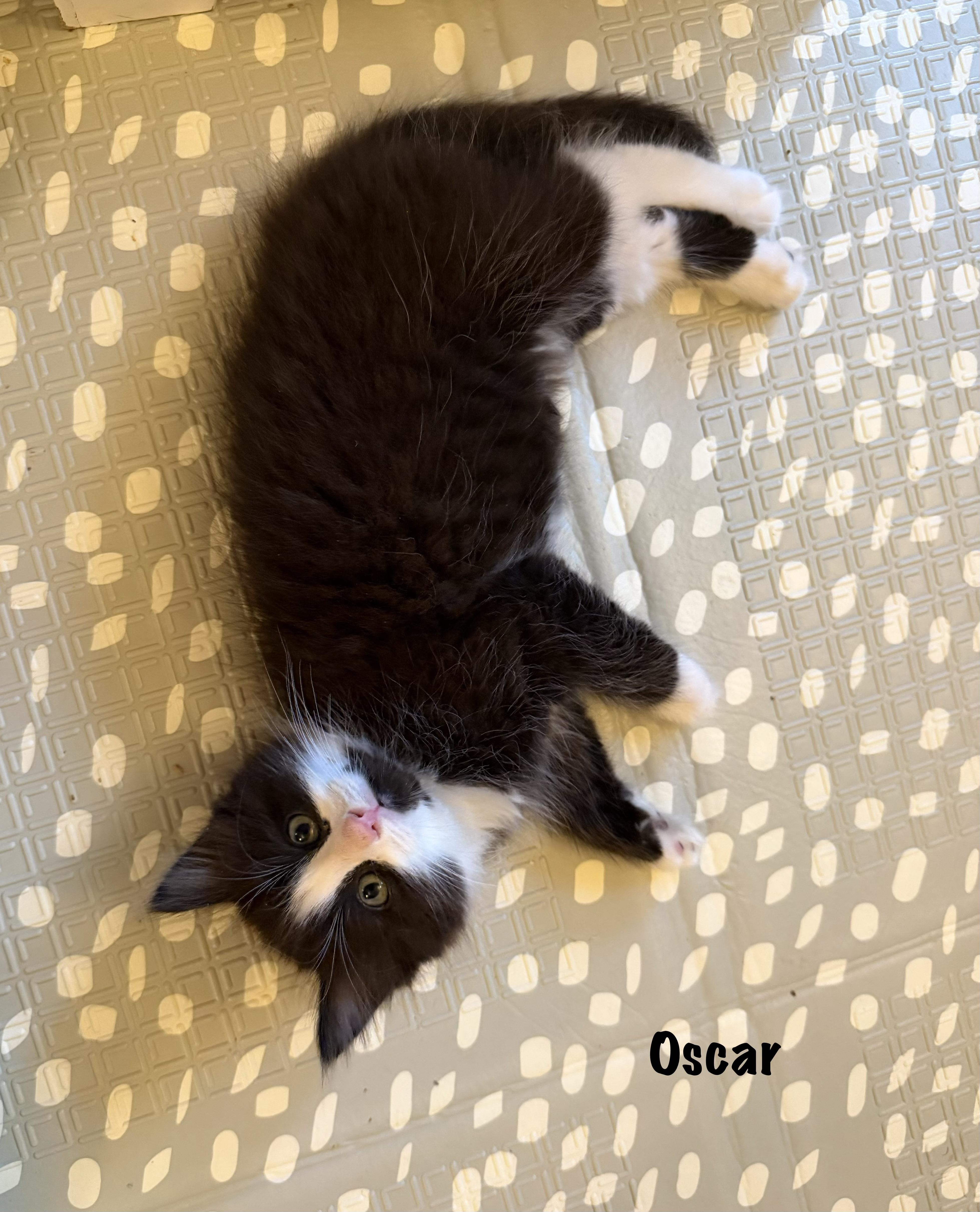 Oscar Purrcival thumbnail 4