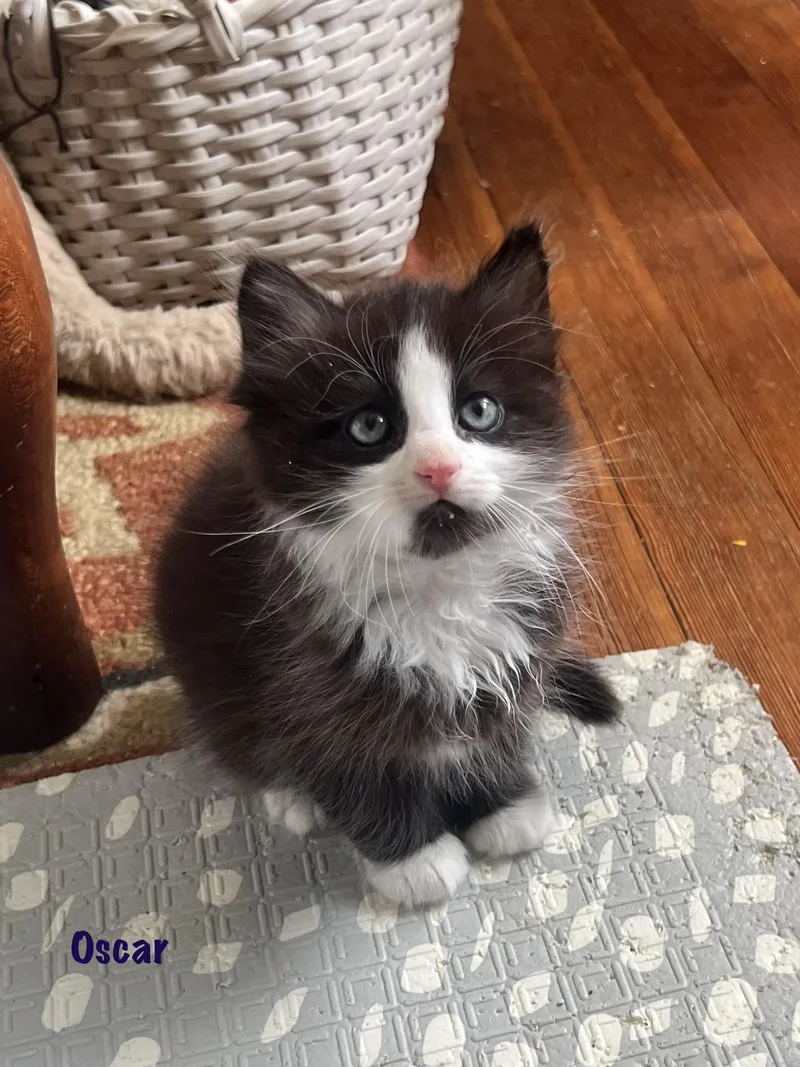Oscar Purrcival thumbnail 5