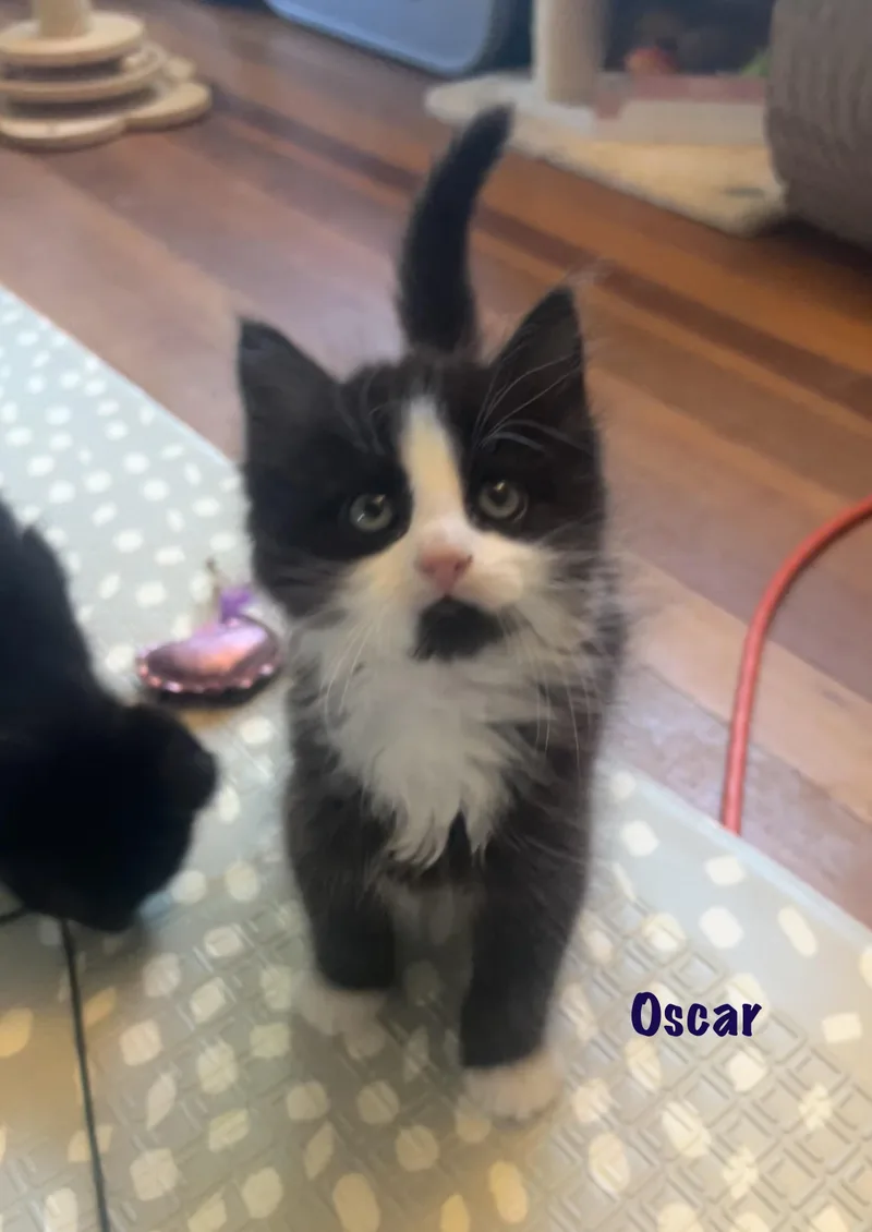 Oscar Purrcival thumbnail 6