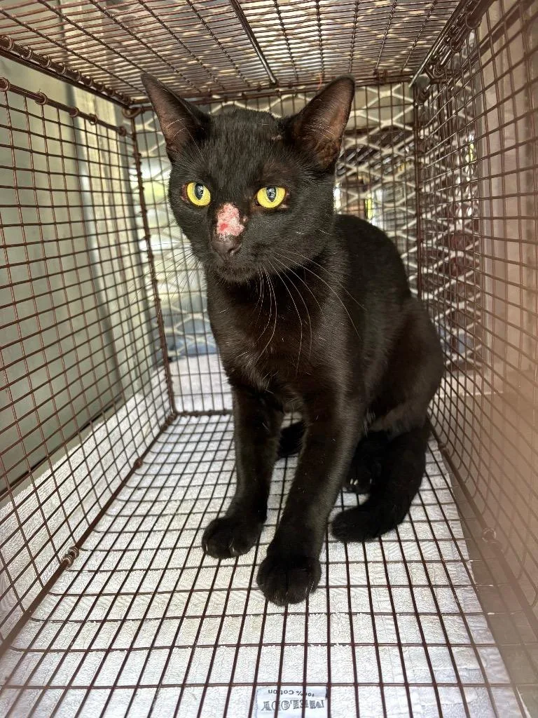 A young medium-sized male Domestic Short Hair cat named Eridru for adoption in New Braunfels, TX