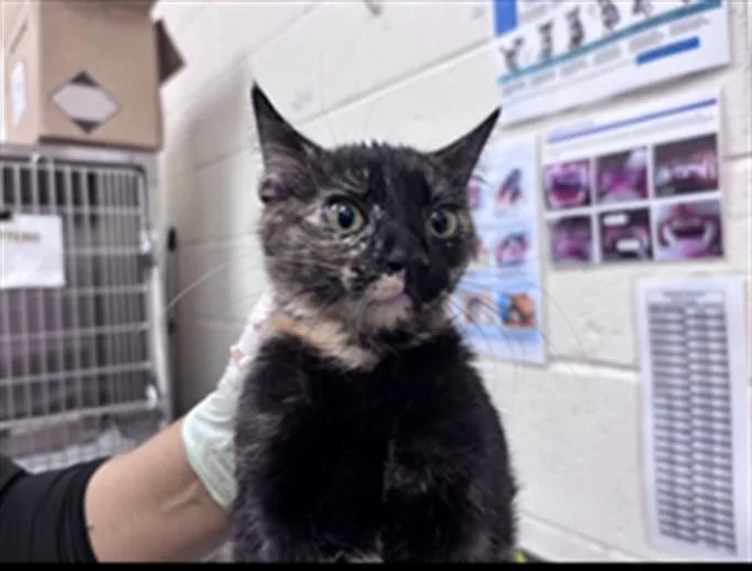 A baby small-sized female Domestic Short Hair cat named Sage for adoption in Santa Fe, NM