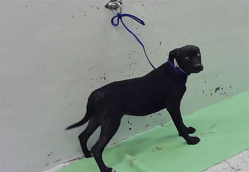 A baby small-sized female Boxer dog named Elle for adoption in Houston, TX