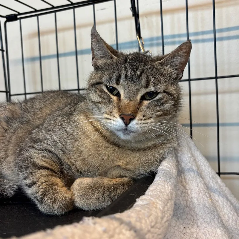 An adult medium-sized female Brown / Chocolate Domestic Short Hair cat named Squawky for adoption in Huntington, WV