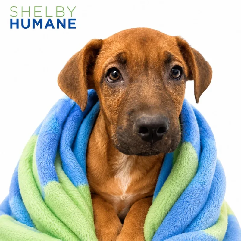 A baby medium-sized female Brown / Chocolate Mixed Breed dog named Gertie for adoption in Columbiana, AL