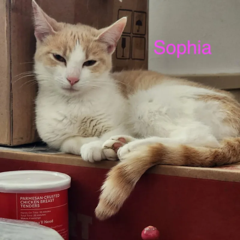 A young small-sized female Buff / Tan / Fawn Domestic Short Hair cat named Sophia for adoption in Carmel, IN