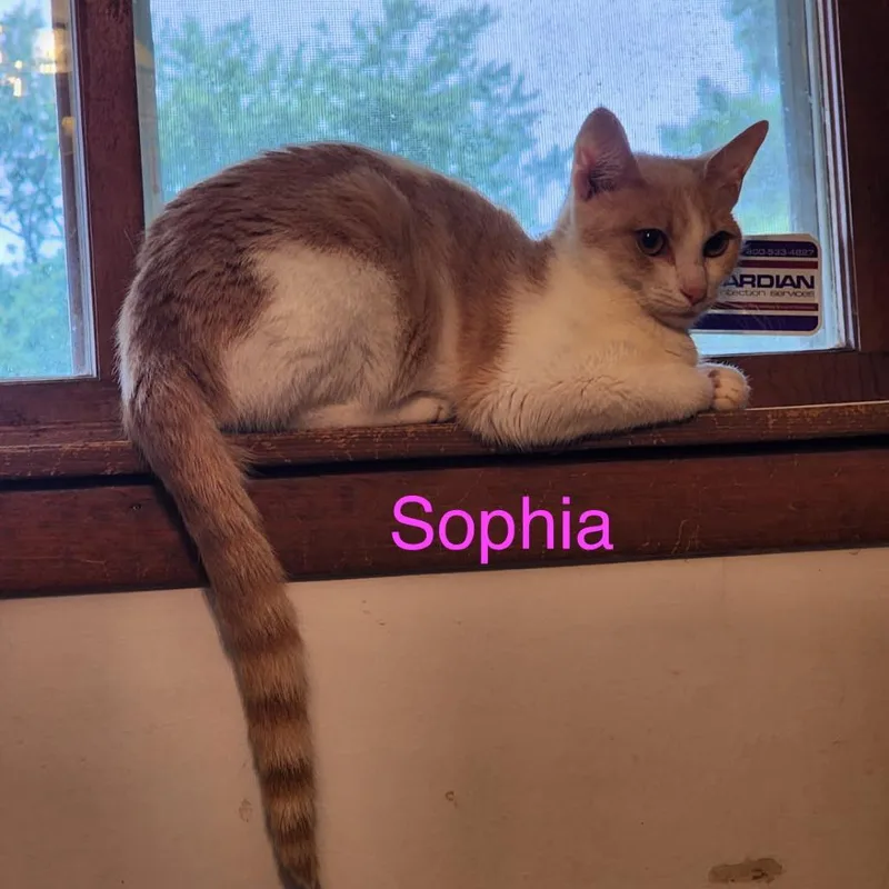 Sophia thumbnail 2