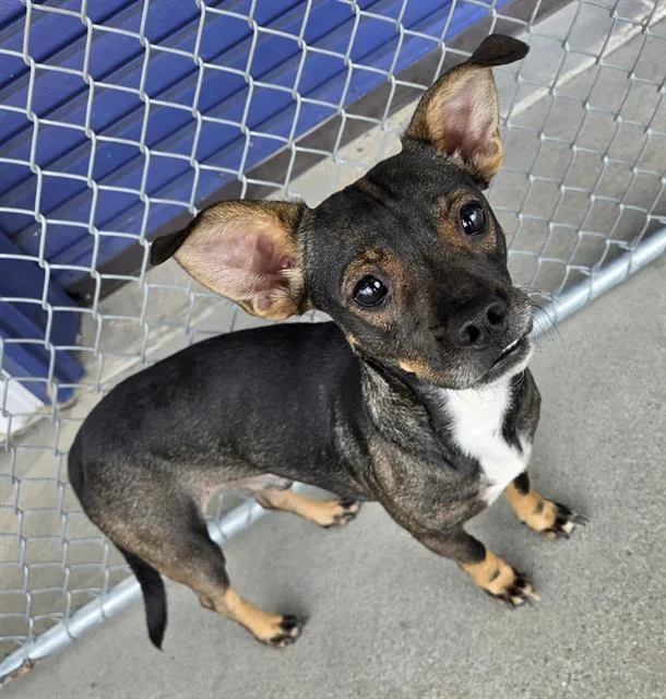 A young small-sized male Chihuahua dog named Teddy for adoption in Bakersfield, CA