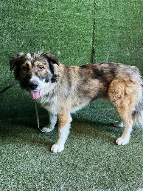 An adult medium-sized male Australian Shepherd dog named Herman for adoption in Lancaster, CA