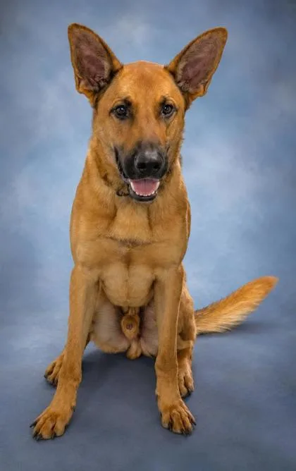 An adult large-sized male Belgian Shepherd / Malinois dog named Randy for adoption in Taylorsville, NC