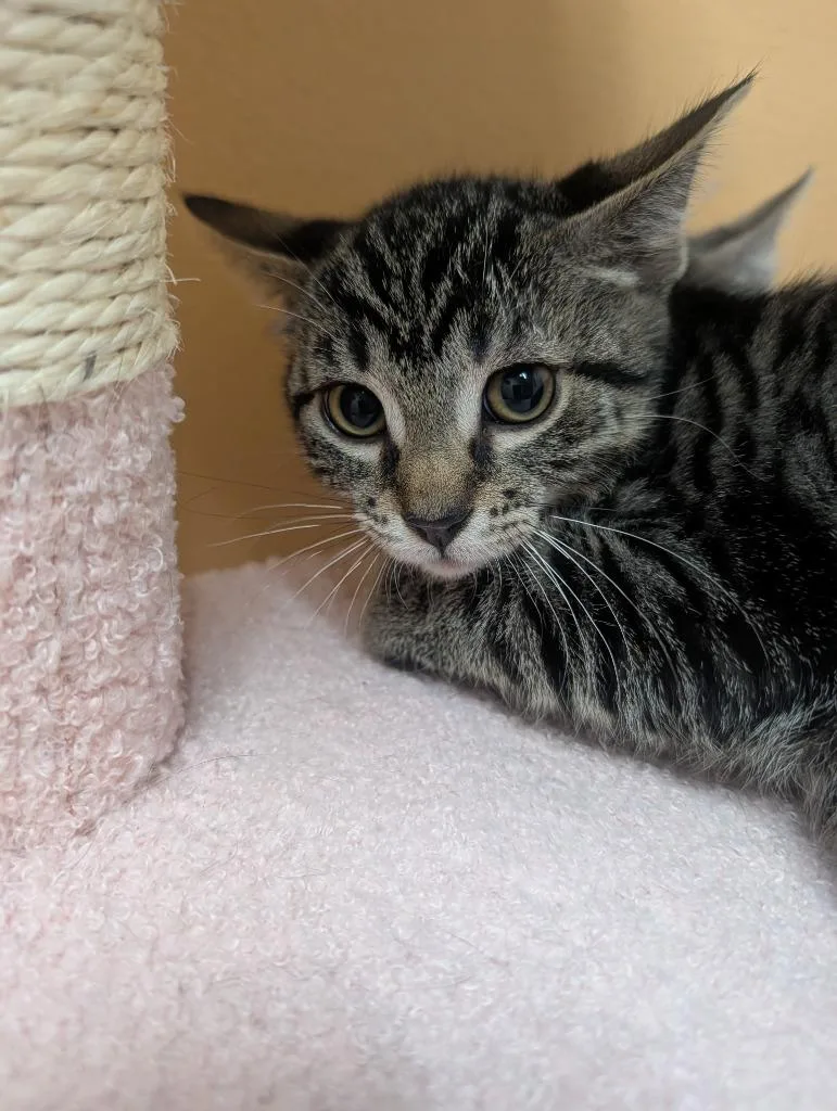 A baby medium-sized male Domestic Short Hair cat named Firefly for adoption in Oconto, WI