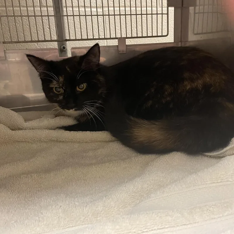 A young medium-sized female Black Domestic Short Hair cat named Liberty for adoption in Bristol, IN