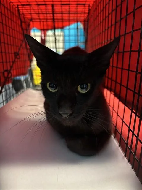 A young small-sized female Domestic Short Hair cat named Mom for adoption in Miami, FL