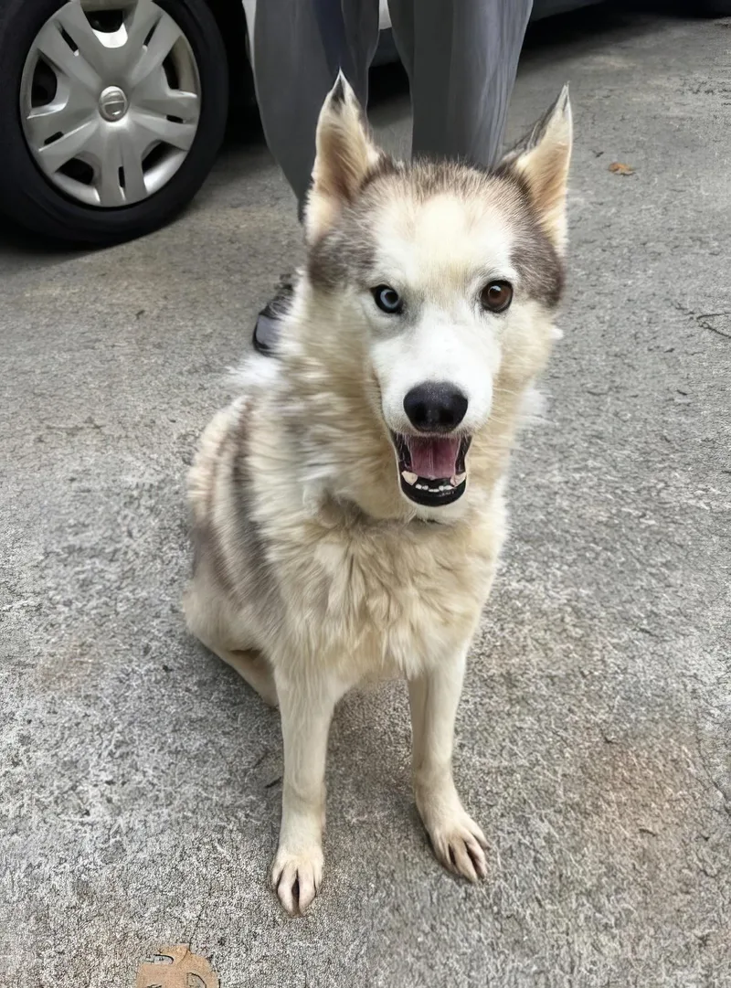 An adult medium-sized male Yellow / Tan / Blond / Fawn Mixed Breed dog named Plowy McPlowface for adoption in Nashville, TN