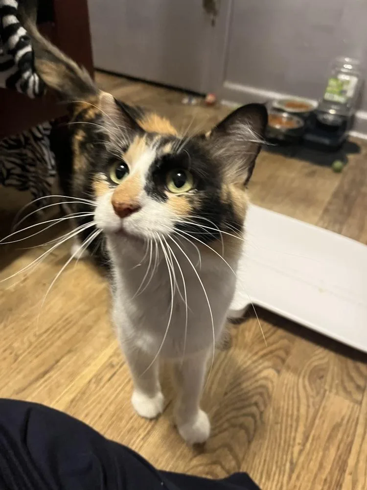 An adult medium-sized female Domestic Short Hair cat named Zoe for adoption in Aurora, CO