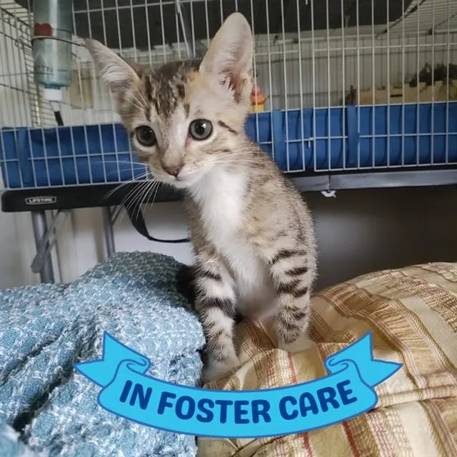 A baby small-sized male Domestic Short Hair cat named Fifer for adoption in Tallahassee, FL