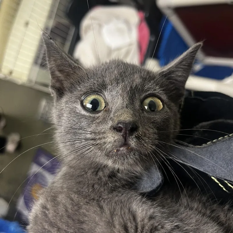 A baby small-sized male Gray / Blue / Silver Domestic Short Hair cat named 71955 for adoption in Harrisonburg, VA