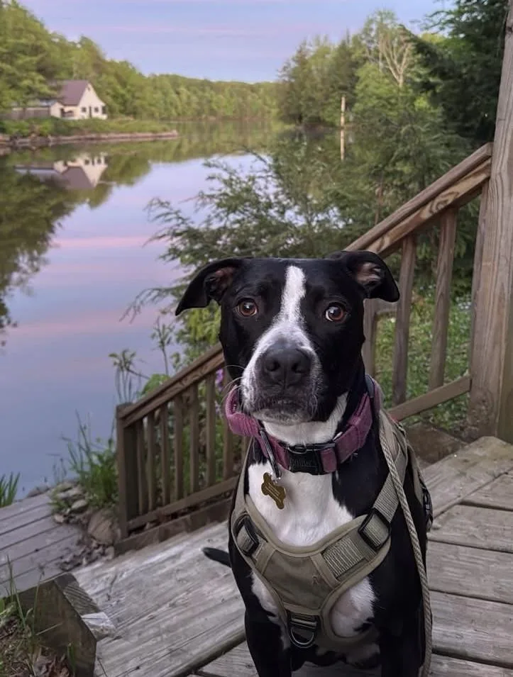 An adult medium-sized female Black Mixed Breed dog named Rosie for adoption in Hockessin, DE