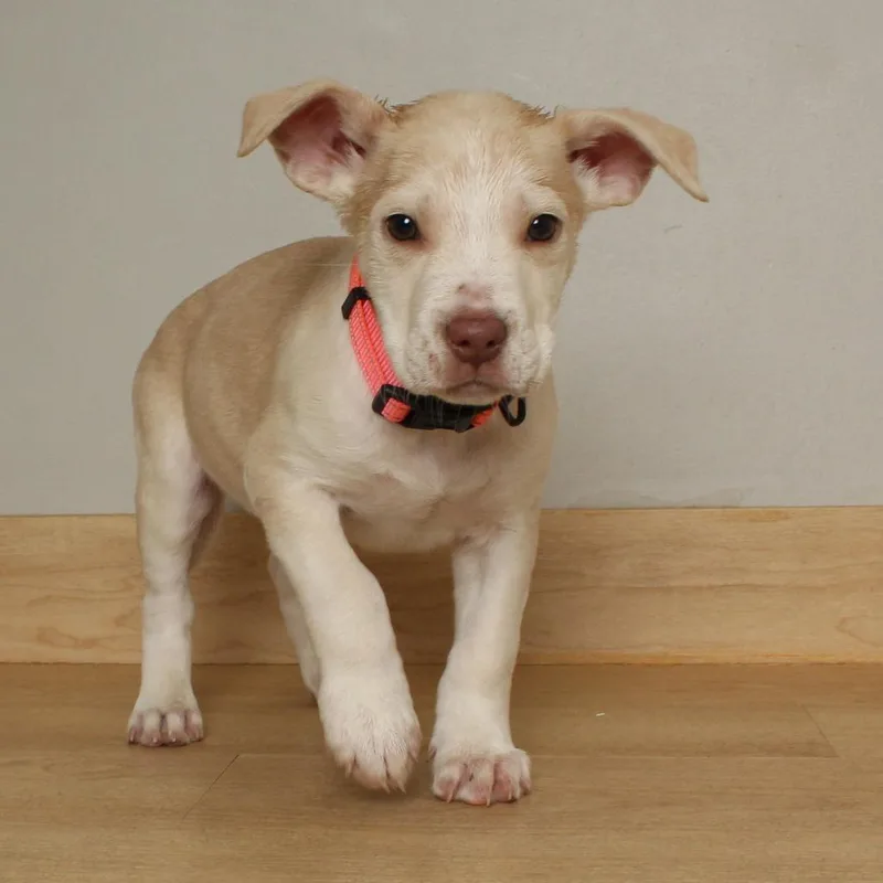 Sprinkler D thumbnail 2