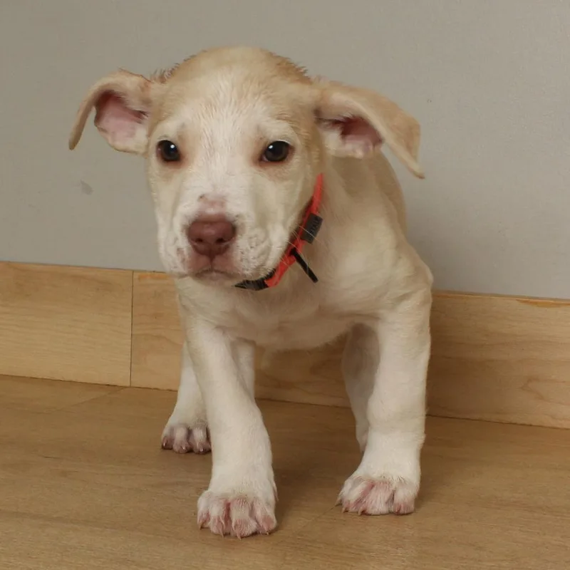 Sprinkler D thumbnail 3