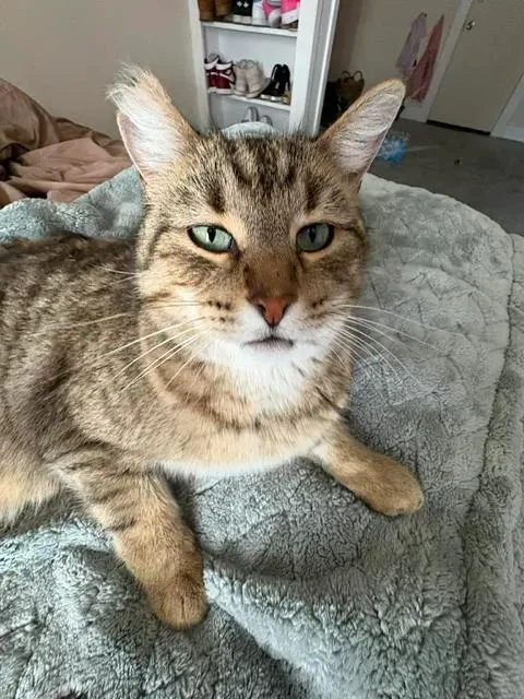 An adult medium-sized male Domestic Short Hair cat named Whiskers for adoption in Chappell, NE