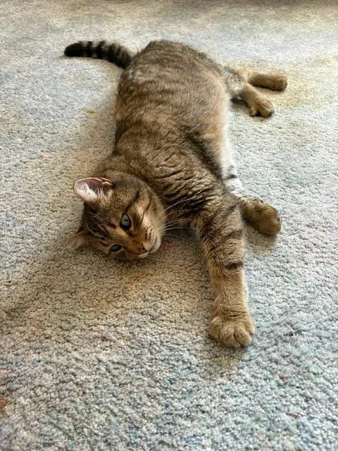 Whiskers thumbnail 2
