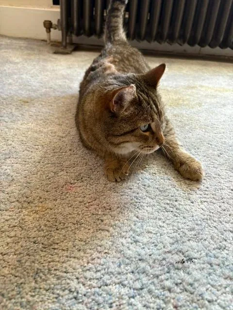 Whiskers thumbnail 3