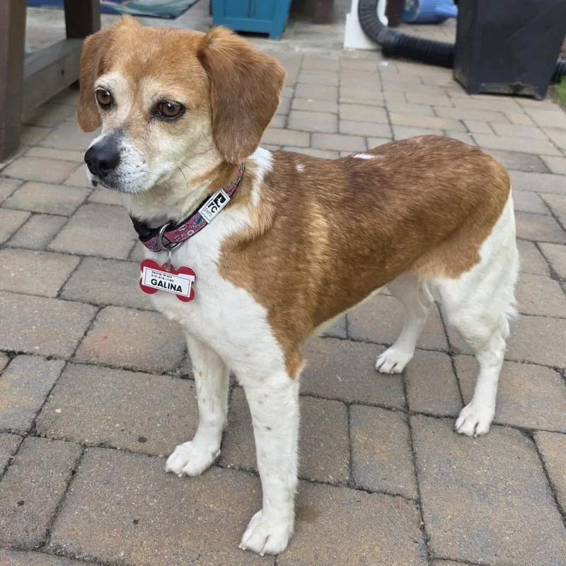 An adult small-sized female White / Cream Hound dog named Galina for adoption in Wake Forest, NC