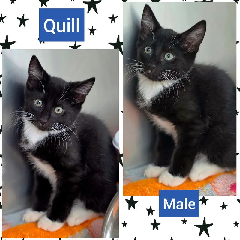 A baby medium-sized male Black & White / Tuxedo Domestic Short Hair cat named Quill for adoption in Beaverton, OR