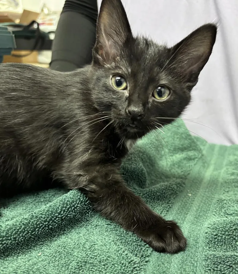 A baby small-sized female Domestic Short Hair cat named Walnut for adoption in Saint Paul, MN