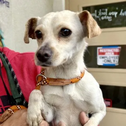 A young small-sized female Chihuahua dog named Sandy for adoption in Oakland, CA