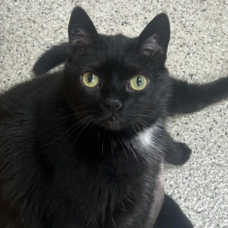 A senior large-sized female Black Domestic Short Hair cat named Lily for adoption in Newark, DE