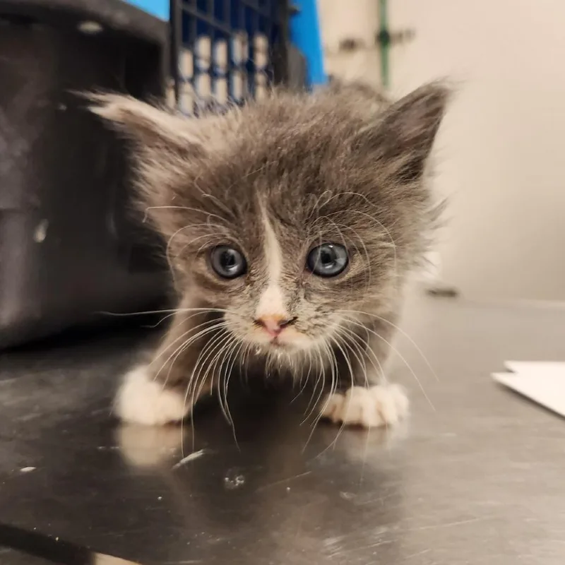 A baby small-sized female Gray / Blue / Silver Domestic Short Hair cat named Aftershock for adoption in Reno, NV