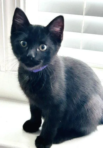 A baby medium-sized male Black Domestic Short Hair cat named Milo for adoption in Shawnee, KS