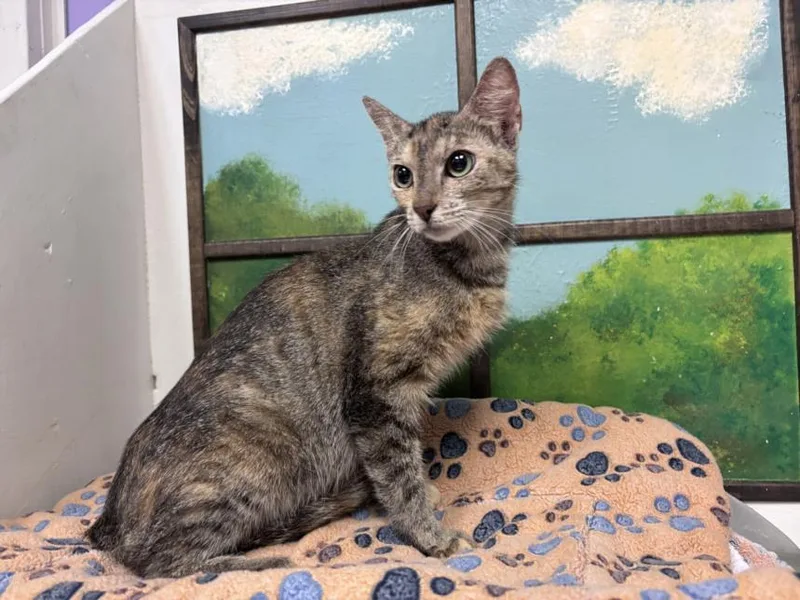 A young medium-sized female Domestic Short Hair cat named Linda for adoption in Houston, TX